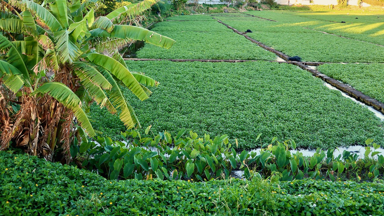 When in Hawaii, as in Rome